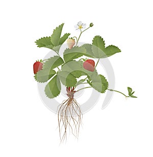 Bush of strawberry. 3D illustration